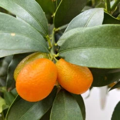Kumquat, Kurz-Stamm, Topf-Ø 26 Cm -Garten Sicht Verkäufe 0630100530 KB Citrus fort marg Stamm T33 Kumquat 3 90765