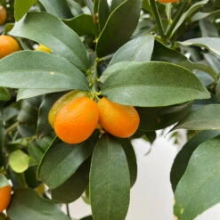 Kumquat, Stamm, Topf-Ø 19 Cm, Höhe 60 Cm -Garten Sicht Verkäufe 0630100530 KB Citrus fort marg Stamm T33 Kumquat 4 90764 2