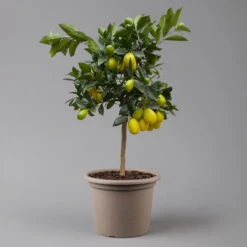 Limequat, Stamm, Topf-Ø Ca. 22 Cm, Höhe Ca. 60 Cm -Garten Sicht Verkäufe 0630100545 K.B.Citrus x floridana Stamm T22 1442Ferrara Limequat H70 80 3 125571