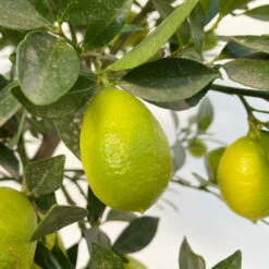 Limequat, Stamm, Topf-Ø Ca. 22 Cm, Höhe Ca. 60 Cm -Garten Sicht Verkäufe 0630100545 KB Citrus x floridana Stamm T22 12 104214