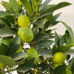 Limequat, Stamm, Topf-Ø Ca. 22 Cm, Höhe Ca. 60 Cm -Garten Sicht Verkäufe 0630100545 KB Citrus x floridana Stamm T22 13 104212