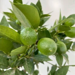 Limequat, Stamm, Topf-Ø Ca. 22 Cm, Höhe Ca. 60 Cm -Garten Sicht Verkäufe 0630100545 KB Citrus x floridana Stamm T22 5 104213
