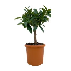Kumquat, Mini-Stamm, Topf-Ø 15 Cm -Garten Sicht Verkäufe 0630100623 KB Citrus fort marg Stamm T15 1 104317