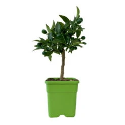Kumquat, Mini-Stamm, Topf-Ø 15 Cm -Garten Sicht Verkäufe 0630100623 KB Citrus fort marg Stamm T15 7 104318