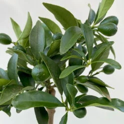 Kumquat, Mini-Stamm, Topf-Ø 15 Cm -Garten Sicht Verkäufe 0630100623 KB Citrus fort marg Stamm T15 9 104215