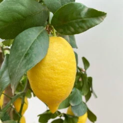 Zitronenbaum, Stamm, Topf-Ø 33 Cm, Höhe Ca. 150 Cm -Garten Sicht Verkäufe 0630100696 KB Citrus limon Stamm T33 2 90763