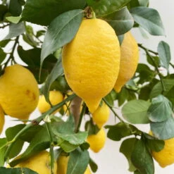 Zitronenbaum, Stamm, Topf-Ø 33 Cm, Höhe Ca. 150 Cm -Garten Sicht Verkäufe 0630100696 KB Citrus limon Stamm T33 3 90762