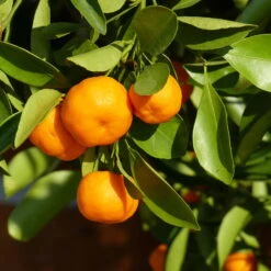 Clementine, Stamm, Topf-Ø Ca. 22 Cm, Höhe Ca. 70 - 80 Cm -Garten Sicht Verkäufe 0630100698 KB Citrus clementina Stamm T33 1 87844 2