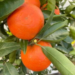 Clementine, Stamm, Topf-Ø Ca. 33 Cm, Höhe Ca. 150 Cm -Garten Sicht Verkäufe 0630100698 KB Citrus clementina Stamm T33 6 104216