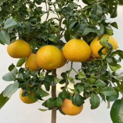 Grapefruitbaum, Stamm, Topf-Ø Ca. 33 Cm, Höhe Ca. 150 Cm -Garten Sicht Verkäufe 0630100702 KB Citrus Paradisi Stamm T33 15 104217