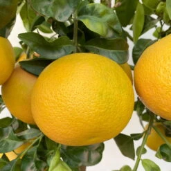 Grapefruitbaum, Stamm, Topf-Ø 22 Cm, Höhe Ca. 70 - 80 Cm -Garten Sicht Verkäufe 0630100702 KB Citrus Paradisi Stamm T33 18 104218 1