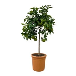 Grapefruitbaum, Stamm, Topf-Ø Ca. 33 Cm, Höhe Ca. 150 Cm -Garten Sicht Verkäufe 0630100702 KB Citrus Paradisi Stamm T33 2 104321