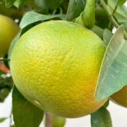 Grapefruitbaum, Stamm, Topf-Ø Ca. 33 Cm, Höhe Ca. 150 Cm -Garten Sicht Verkäufe 0630100702 KB Citrus Paradisi Stamm T33 6 104221