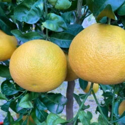 Grapefruitbaum, Stamm, Topf-Ø Ca. 33 Cm, Höhe Ca. 150 Cm -Garten Sicht Verkäufe 0630100702 KB Citrus Paradisi Stamm T33 9 104219