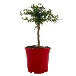 Fingerlimette, Topf-Ø 15 Cm, Höhe Ca. 40 Cm