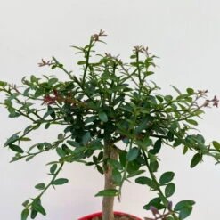 Fingerlimette, Topf-Ø 15 Cm, Höhe Ca. 40 Cm -Garten Sicht Verkäufe 0630100709 Microcitrus australasica Stamm Fingerlimette 4 109821