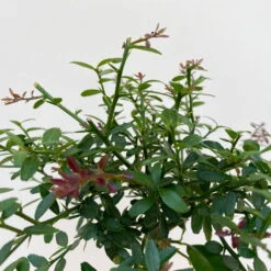 Fingerlimette, Topf-Ø 15 Cm, Höhe Ca. 40 Cm -Garten Sicht Verkäufe 0630100709 Microcitrus australasica Stamm Fingerlimette 5 109822