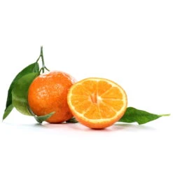 Clementine, Stamm, Topf-Ø Ca. 22 Cm, Höhe Ca. 70 - 80 Cm -Garten Sicht Verkäufe 0630100712 0630100713 KB Citrus clementina Stamm WS 98317 1