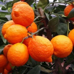 Zitronenbaum 'Rosso', Mini-Stamm, Topf-Ø 15 Cm, Höhe Ca. 40 Cm -Garten Sicht Verkäufe 0630100729 KB Citrus limon Stamm T15 Rosso H40 WS 1 98110