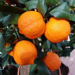 Zitronenbaum 'Rosso', Mini-Stamm, Topf-Ø 15 Cm, Höhe Ca. 40 Cm -Garten Sicht Verkäufe 0630100729 KB Citrus limon Stamm T15 Rosso H40 WS 2 98109