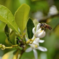 Limette 'Verde', Mini-Stamm, Topf-Ø 15 Cm -Garten Sicht Verkäufe 0630100730 KB Citrus latifolia Mini Stamm T15 Lima verde WS 2 98112