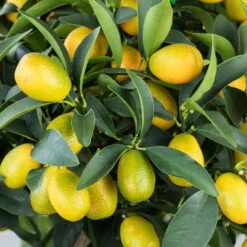 Kumquat, Mini-Stamm, Topf-Ø 15 Cm -Garten Sicht Verkäufe 0630100732 KB Citrus fort marg Stamm T15 Kumquat farbiger Topf H40 WS 1 98117