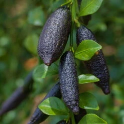 Fingerlimette, Topf-Ø 15 Cm, Höhe Ca. 40 Cm -Garten Sicht Verkäufe 0630100735 Citrus australasica Stamm T20 H60 70 WS 1 98314