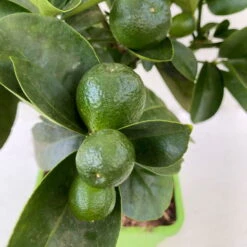 Kumquat 'Obovata', Stamm, Topf-Ø 15 Cm, Höhe 40 Cm -Garten Sicht Verkäufe 0630100737 KB Citrus fort marg Stamm Kumquat Obowata 3 104822