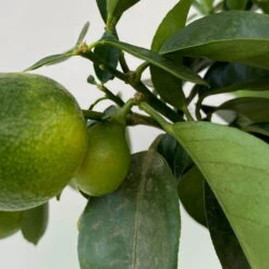 Kumquat 'Obovata', Stamm, Topf-Ø 15 Cm, Höhe 40 Cm -Garten Sicht Verkäufe 0630100737 KB Citrus fort marg Stamm Kumquat Obowata 4 104823