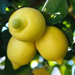 Zitronenbaum 'Carrubaro', Stamm, Topf-Ø 26 Cm, Höhe Ca. 150 Cm