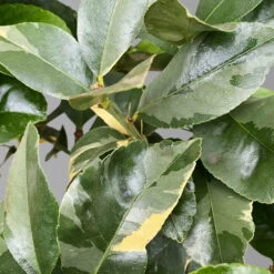 Zitronenbaum 'Variegata', Stamm, Topf-Ø 20 Cm, Höhe Ca. 60 Cm -Garten Sicht Verkäufe 0630100776 K.B.Citrus limon VariegataStamm T20 3162Giambo Bunte Zitrone H60 3 125574