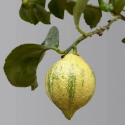 Zitronenbaum 'Variegata', Stamm, Topf-Ø 20 Cm, Höhe Ca. 60 Cm -Garten Sicht Verkäufe 0630100776 K.B.Citrus limon VariegataStamm T20 3162Giambo Bunte Zitrone H60 4 125573