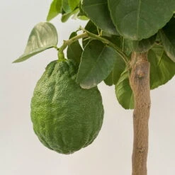 Riesenzitrone, Stamm, Topf-Ø 20 Cm -Garten Sicht Verkäufe 0630100777 Citrus Lipo Kaiserzitrone Citrus limon x Citrus paradisi T20 1 104873