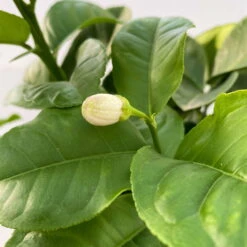 Riesenzitrone, Stamm, Topf-Ø 20 Cm -Garten Sicht Verkäufe 0630100777 Citrus Lipo Kaiserzitrone Citrus limon x Citrus paradisi T20 2 104874