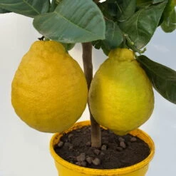 Riesenzitrone, Stamm, Topf-Ø 20 Cm -Garten Sicht Verkäufe 0630100777 Citrus Lipo Kaiserzitrone Citrus limon x Citrus paradisi T20 3 104877
