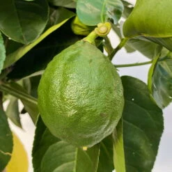 Riesenzitrone, Stamm, Topf-Ø 36 Cm, Höhe Ca. 150 Cm -Garten Sicht Verkäufe 0630100777 Citrus Lipo Kaiserzitrone Citrus limon x Citrus paradisi T20 4 104876 1
