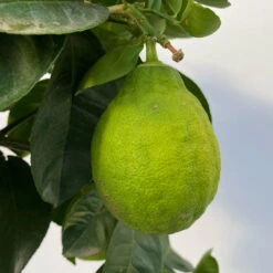 Riesenzitrone, Stamm, Topf-Ø 20 Cm -Garten Sicht Verkäufe 0630100777 Citrus Lipo Kaiserzitrone Citrus limon x Citrus paradisi T20 5 104875