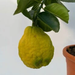 Riesenzitrone, Stamm, Topf-Ø 20 Cm -Garten Sicht Verkäufe 0630100777 Citrus Lipo Kaiserzitrone Citrus limon x Citrus paradisi T20 6 104878