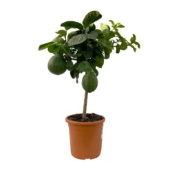 Riesenzitrone, Stamm, Topf-Ø 20 Cm -Garten Sicht Verkäufe 0630100777 Citrus Lipo Kaiserzitrone Citrus limon x Citrus paradisi T20 7 104872