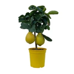 Riesenzitrone, Stamm, Topf-Ø 20 Cm -Garten Sicht Verkäufe 0630100777 Citrus Lipo Kaiserzitrone Citrus limon x Citrus paradisi T20 9 104871