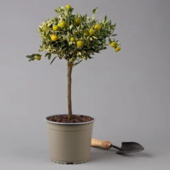 Calamondin 'Variegata', Stamm, Topf-Ø 20 Cm, Höhe 70 Cm