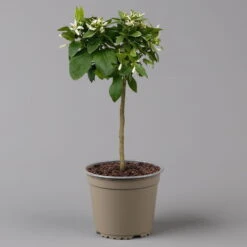 Zitrone 'Rosso', Stamm, Topf-Ø 20 Cm, Höhe Ca. 70 Cm -Garten Sicht Verkäufe 0630200006 Citrus limon Stamm 20 3162Giambo Rosso H60 2 125600