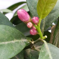 Zitrone 'Rosso', Stamm, Topf-Ø 20 Cm, Höhe Ca. 70 Cm -Garten Sicht Verkäufe 0630200006 Citrus limon Stamm T20 H60 80 Rosso 4 78899 1