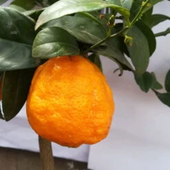 Zitronenbaum 'Rosso', Mini-Stamm, Topf-Ø 15 Cm, Höhe Ca. 40 Cm -Garten Sicht Verkäufe 0630200006 Citrus limon Stamm T20 H60 80 Rosso 6 78897 2