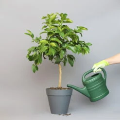 Bergamotte 'Bergamia', Stamm, Topf-Ø 20 Cm, Höhe Ca. 60 Cm -Garten Sicht Verkäufe 0630200007 Citrus limon Stamm T20 Bergamia 2 97290