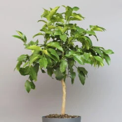 Bergamotte 'Bergamia', Stamm, Topf-Ø 20 Cm, Höhe Ca. 60 Cm -Garten Sicht Verkäufe 0630200007 Citrus limon Stamm T20 Bergamia 3 97293