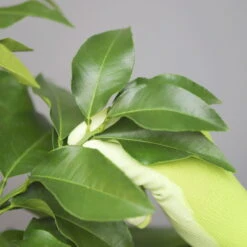 Bergamotte 'Bergamia', Stamm, Topf-Ø 20 Cm, Höhe Ca. 60 Cm -Garten Sicht Verkäufe 0630200007 Citrus limon Stamm T20 Bergamia 5 97291