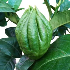 Zitronatzitronenbaum 'Buddhas Hand', Stamm, Topf-Ø 20 Cm