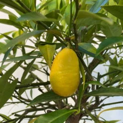 Limequat, Topf Ca. 20 Cm Ø, Höhe Ca. 60 Cm, -Garten Sicht Verkäufe 0630300001 Citrus x floridana Stamm T20 5 104268