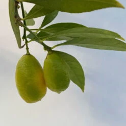 Limequat, Topf Ca. 20 Cm Ø, Höhe Ca. 60 Cm, -Garten Sicht Verkäufe 0630300001 Citrus x floridana Stamm T20 8 104269